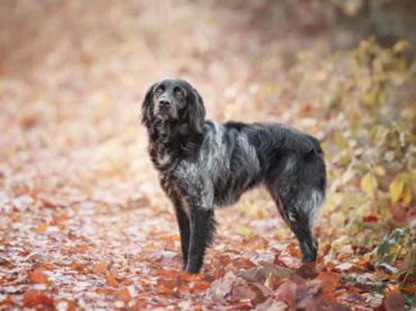 Kira sucht Familienanschluss