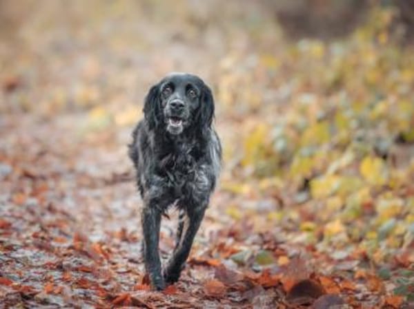 Kira sucht Familienanschluss