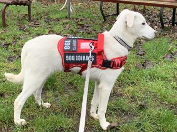 Möchten Sie Itria ein Zuhause geben?