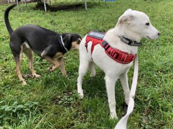 Möchten Sie Itria ein Zuhause geben?