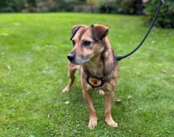 Finn - fröhlich und energiegeladen