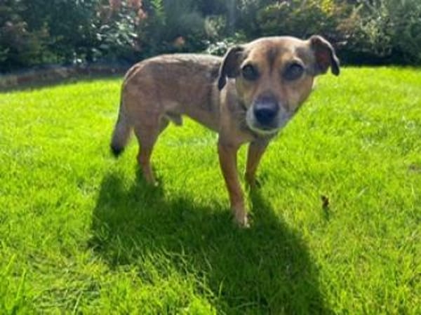 Finn - fröhlich und energiegeladen