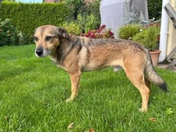 Finn - fröhlich und energiegeladen