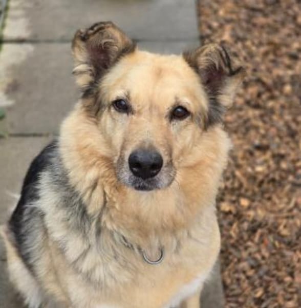 verschmuste, sanfte und liebe Alicia