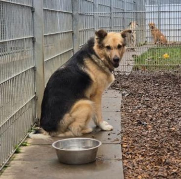 verschmuste, sanfte und liebe Alicia