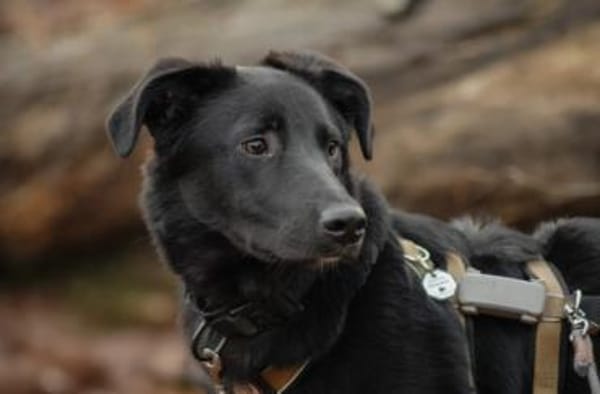 verschmuster, sanfter und lieber Coro