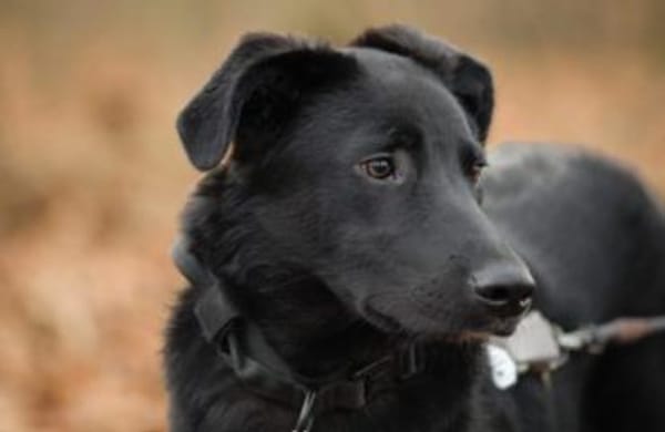 verschmuster, sanfter und lieber Coro