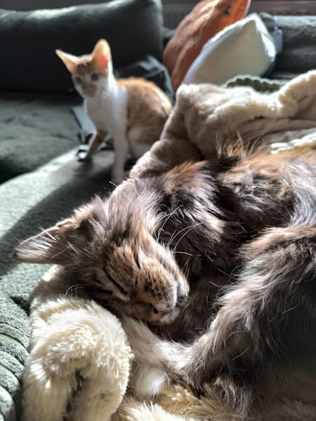 Kleine tapfere Katze Marley / ATAXIE