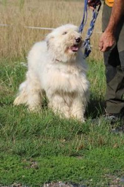 Rohin - sehr zutraulich u. kinderlieb