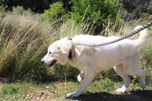 Grosser Rüde, Ludwigshafen