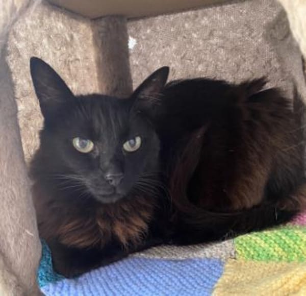 Anhängliche Katzenmädchen Phoebe & Mimi