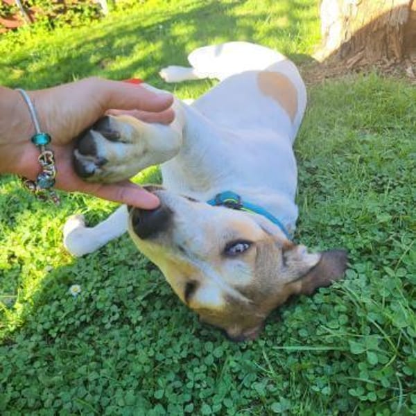 Piper sucht ihr eigenes Zuhause