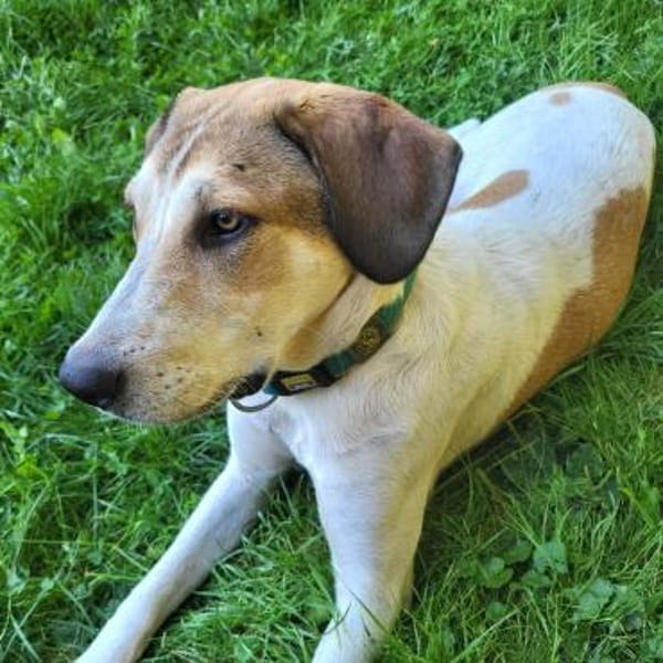 Piper sucht ihr eigenes Zuhause