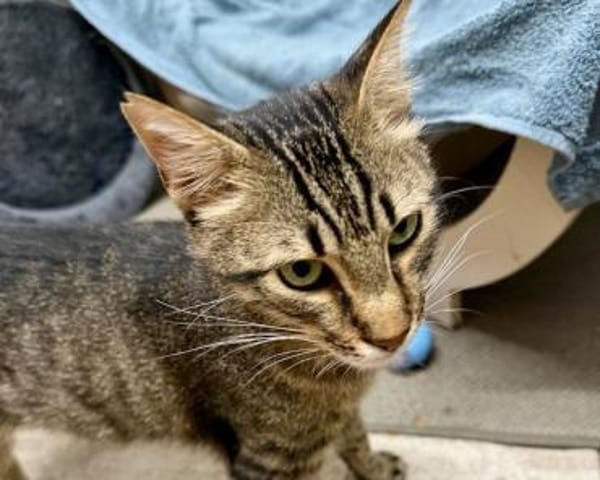 Rancho, behutsames Katerchen,1J in 83064