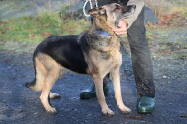 Ojade - kinderlieb u. sehr zutraulich