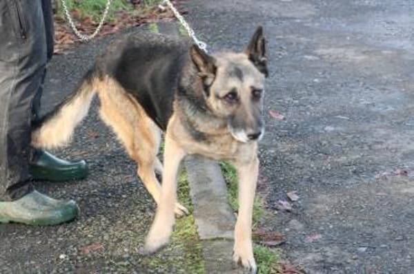 Ojade - kinderlieb u. sehr zutraulich