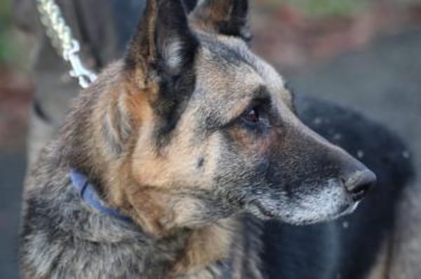 Ojade - kinderlieb u. sehr zutraulich