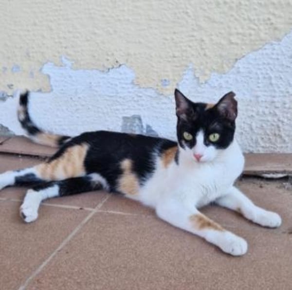 Junge Katze mit Charakter .... Mia