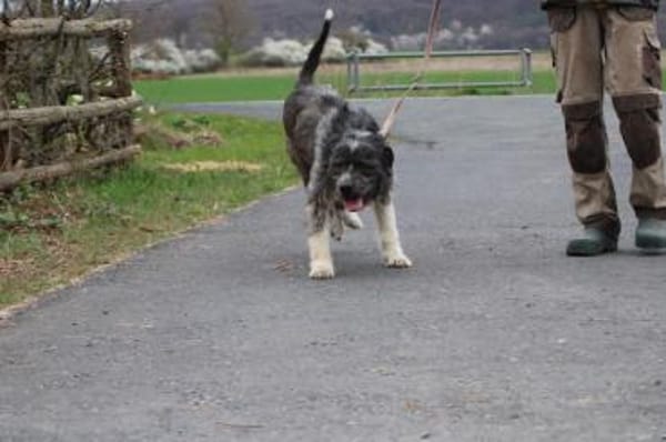 Bono - ruhig u. sehr verschmust