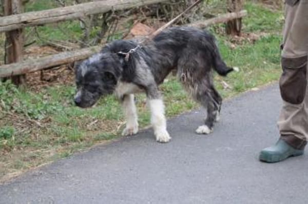 Bono - ruhig u. sehr verschmust