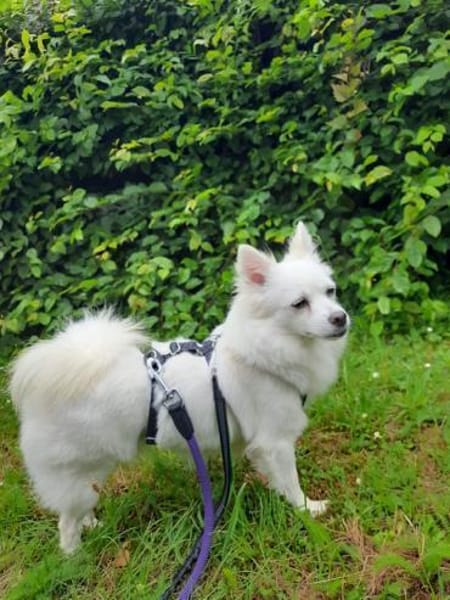 Leila - Spitzdame sucht ihre Menschen