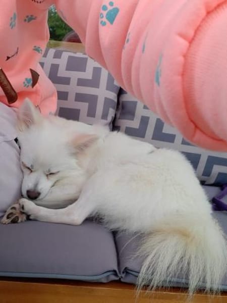 Leila - Spitzdame sucht ihre Menschen