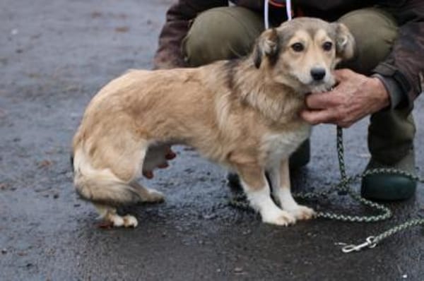 Yara - kinderliebe Junghündin