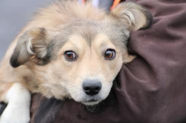 Yara - kinderliebe Junghündin