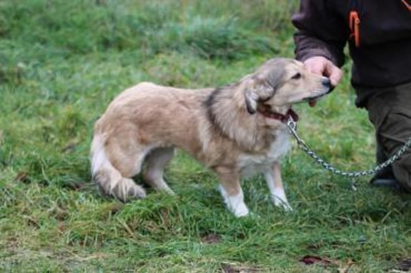 Yara - kinderliebe Junghündin