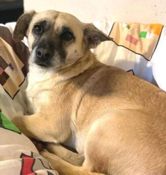 Kleine Hundedame REXINA