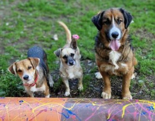 Kleine Hundedame REXINA