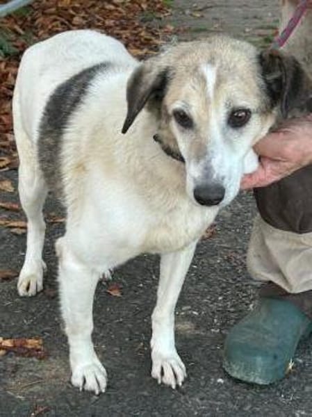 Smirre - ruhig u. sehr verschmust