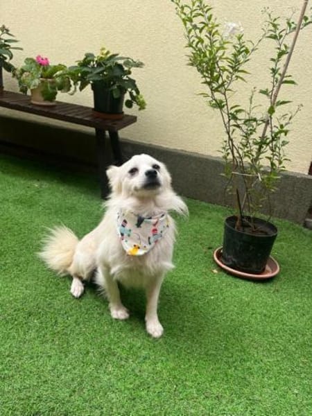 Gino - schüchterner Spitz sucht Zuhause