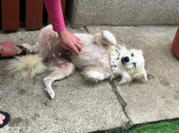 Gino - schüchterner Spitz sucht Zuhause