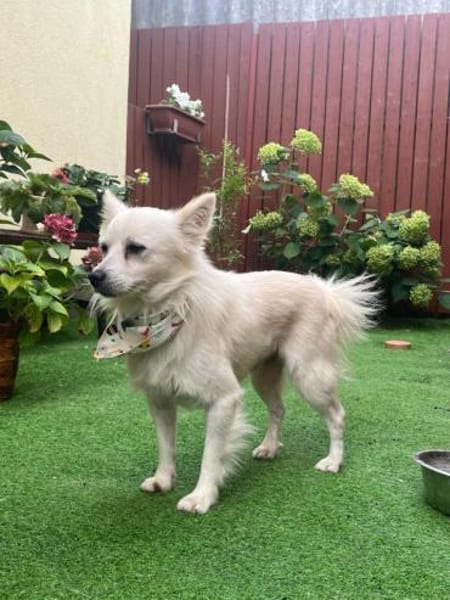 Gino - schüchterner Spitz sucht Zuhause