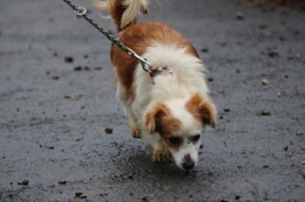 Jamilo - sehr zutraulich u. lieb