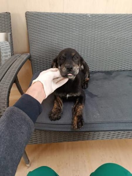 ❤Annabell - Hoffnung für 5 Geschwister