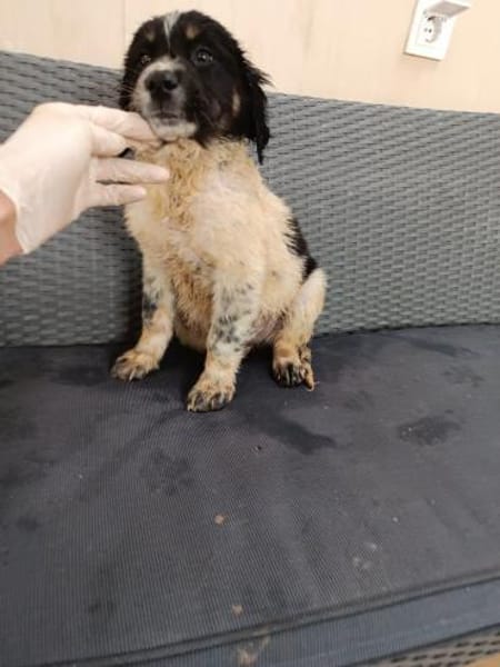 ❤Alfi - Hoffnung für 5 Geschwister