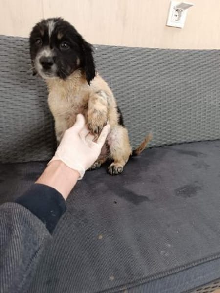 ❤Alfi - Hoffnung für 5 Geschwister