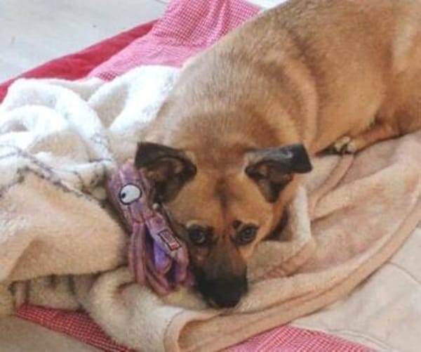 FIETE, kleiner Herzensbrecher