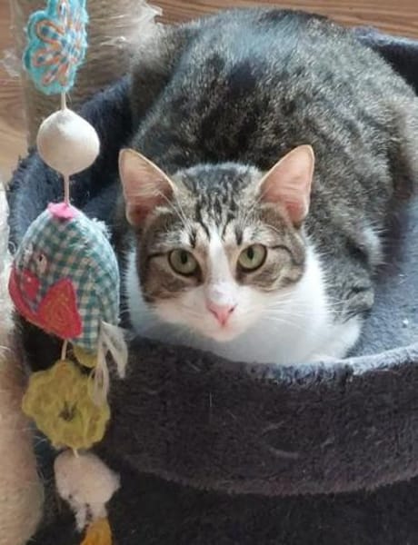 Lina Freundliches Katzenmädel