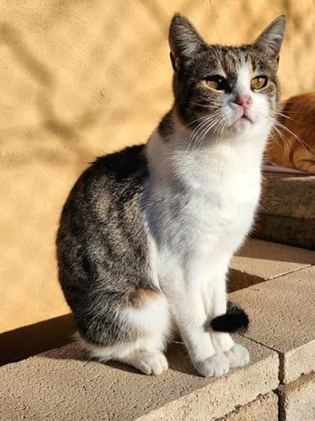 Süße, fröhliche Katze Ashley