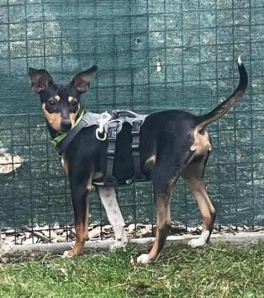 Ron5 sucht ein Zuhause