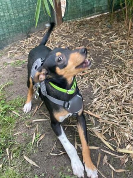 Ron5 sucht ein Zuhause