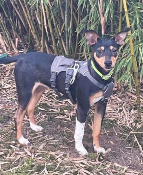 Ron5 sucht ein Zuhause