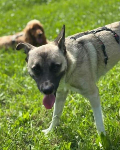 Tiger Lebenslustiger Rüde sucht Zuhause
