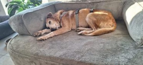 Opi Otto sucht seine Menschen