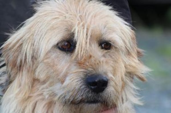 Bamboo - zutraulich u. kinderlieb