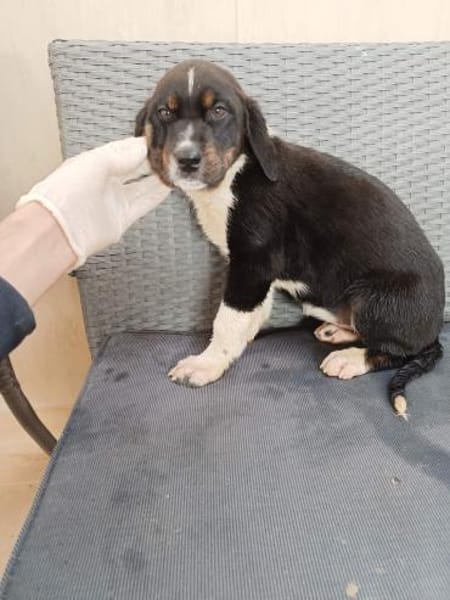 ❤Antonia - Hoffnung für 5 Geschwister