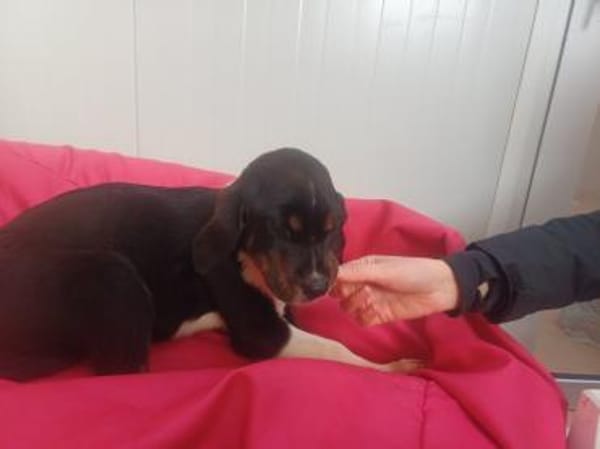 ❤Antonia - Hoffnung für 5 Geschwister